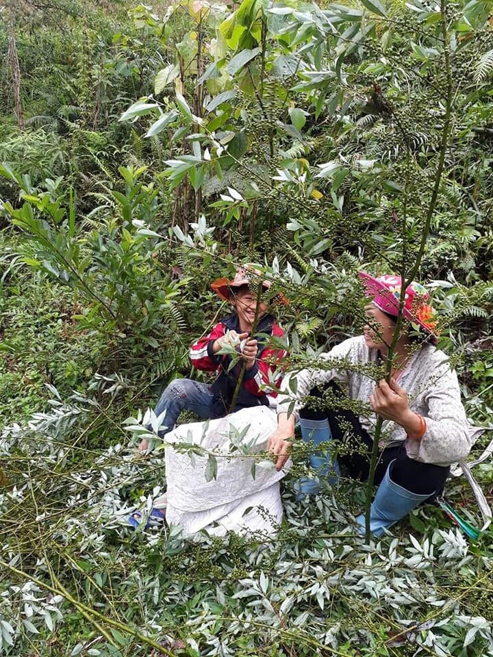 Litsea Cubeba – A Native Spice Rich in Vietnam’s Highland Culture