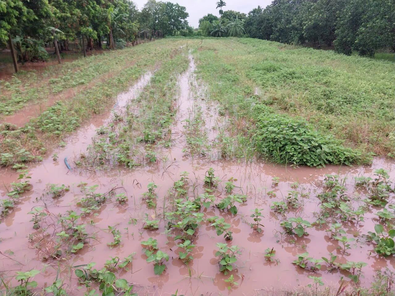 Typhoon Kajiki 2025: Prolonged Heavy Rain Causes Agricultural Losses in Northern Vietnam